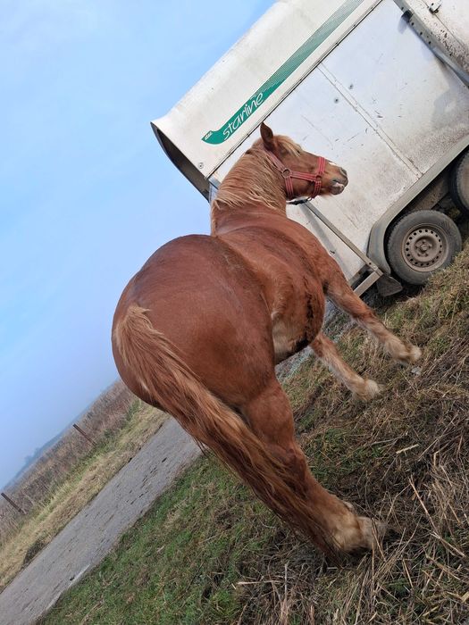 De vanzare iapa de 4 ani gestantă !