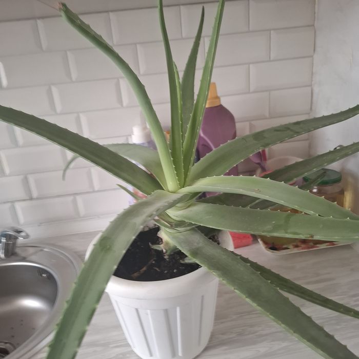 Алоэ Вера растения