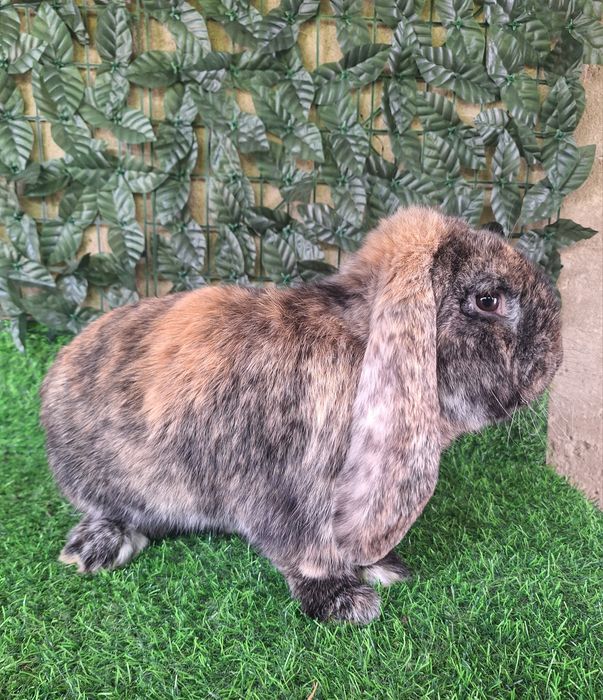 Французский баран рабочий самец крол