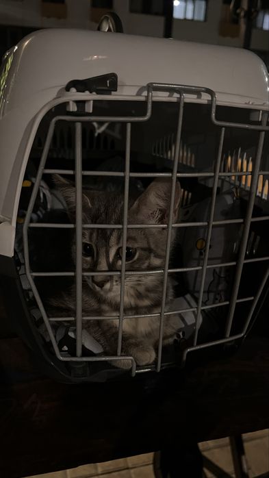 Котёнок 2,5 месяца