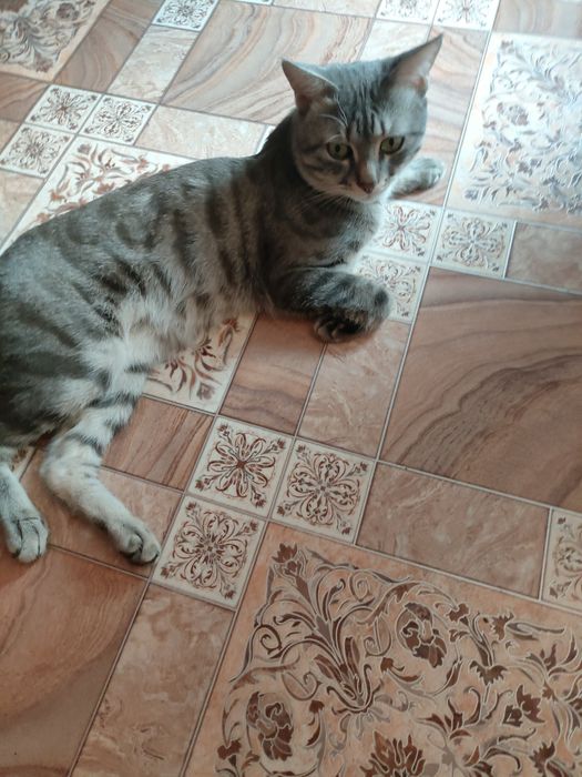 Отдам кота в хорошие руки