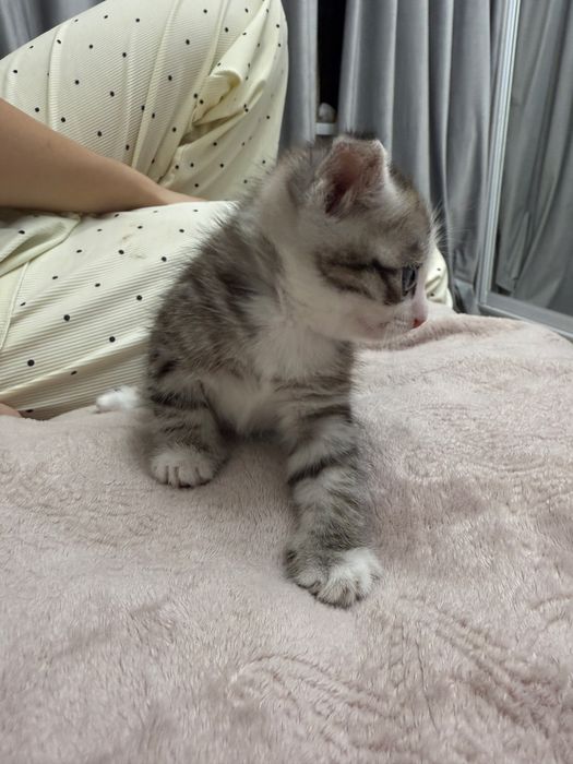 милый котенок 1 месяц