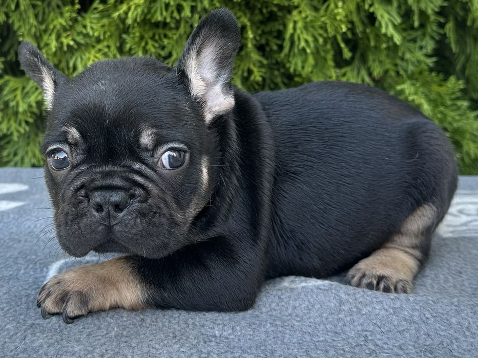 Френски булдог  French buldog