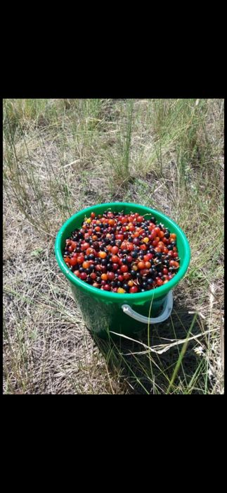 Продам смородины дикая