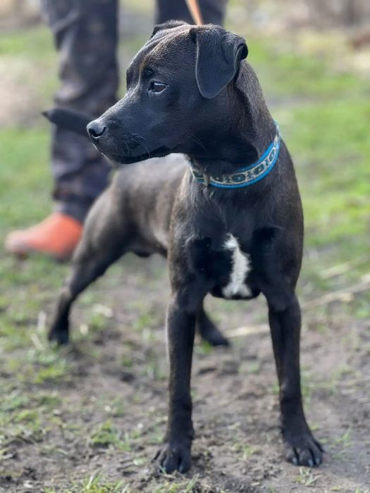 Щенки паттердейл терьера