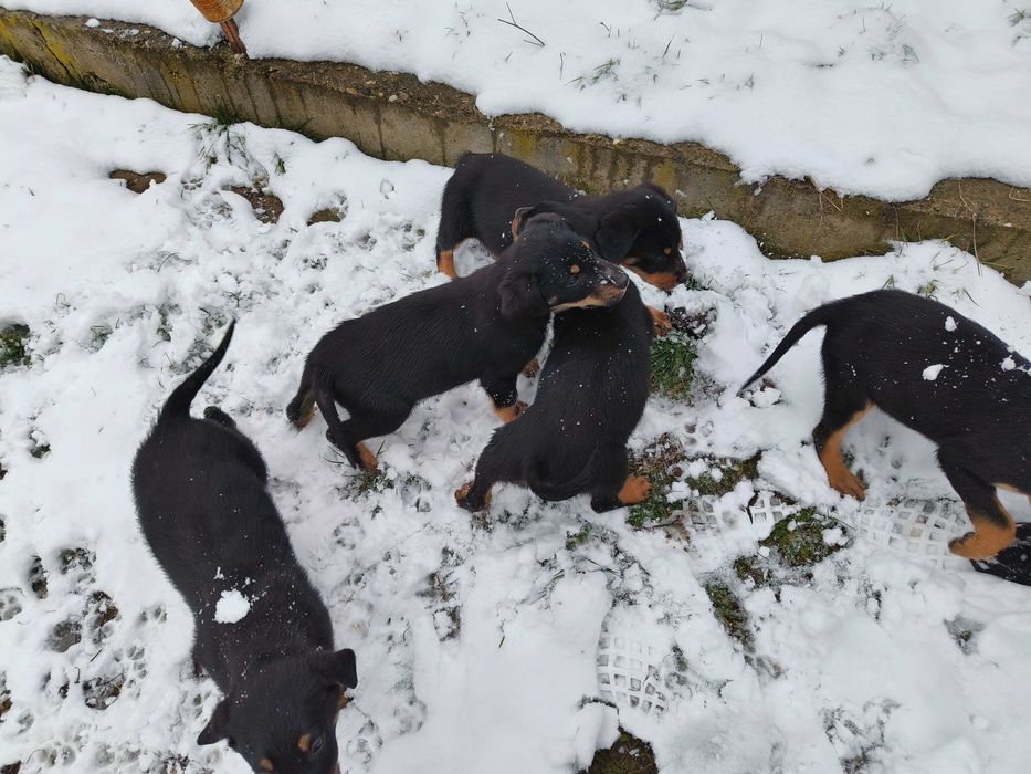 Donez 7 căței - 5 băieți și 2 fetițe,vârstă 2 luni jumătate.