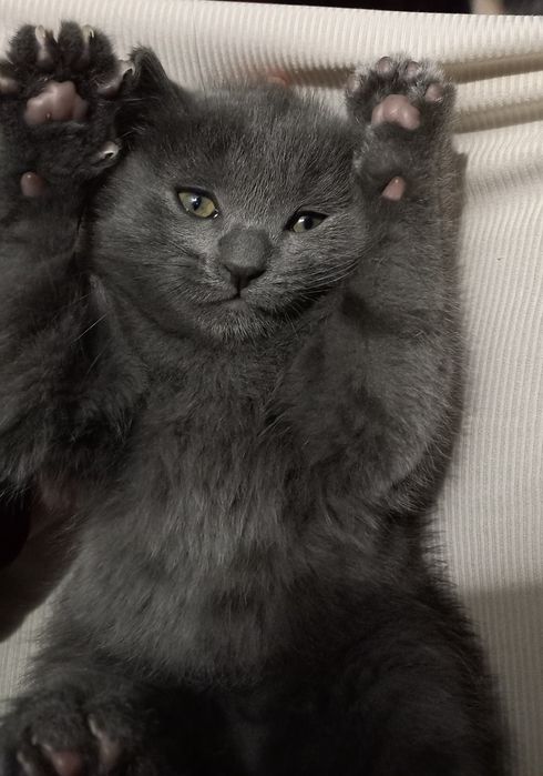 Мушукча 500 минг сумга сотилади