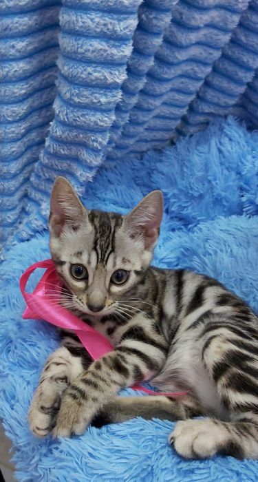 ЭЛИТНОЕ Серебро- Бенгальские