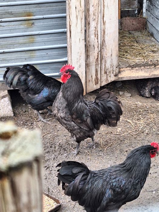 Cocosi australorp