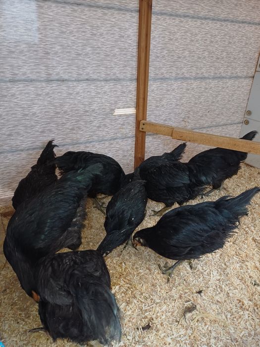 Кора шахзода жужалари.