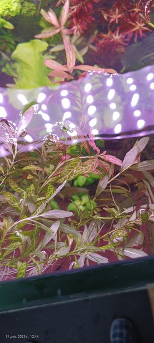 Растения для аквариума