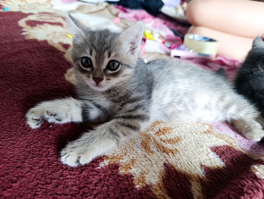 Отдам котят( девочки)