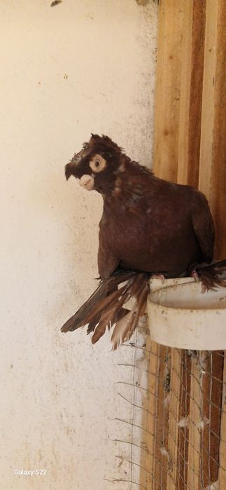 Голуби роян самец