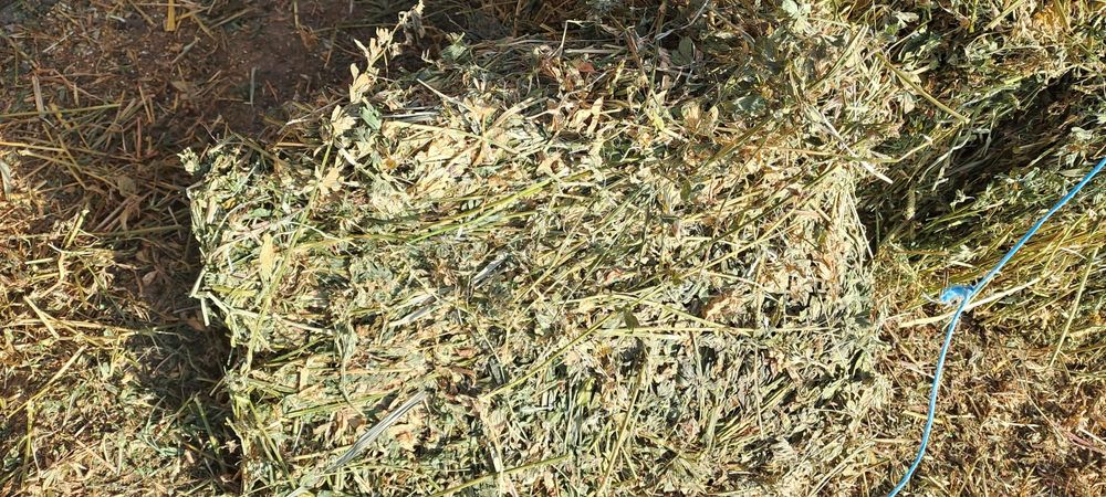 Orz și balot de vanzare