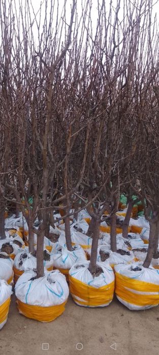 Мевали кучатлар бор