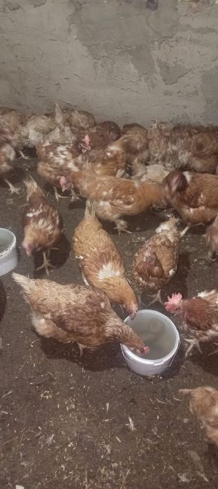 Продам Куры по 2000