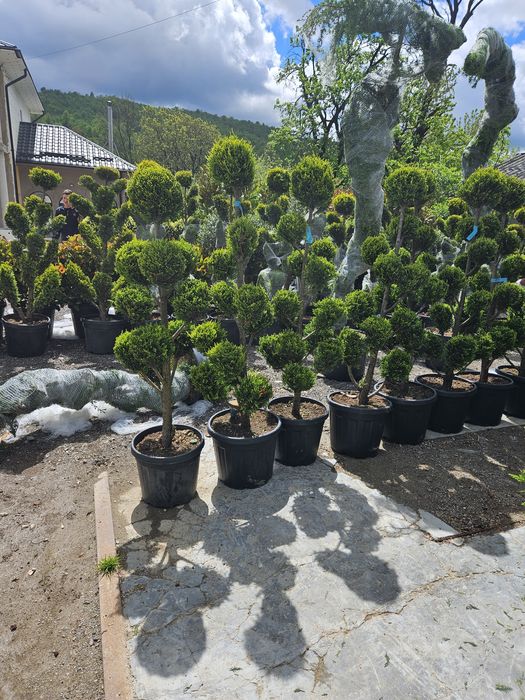 Leylandi bonzai catalpa spirale ponpon magnolie