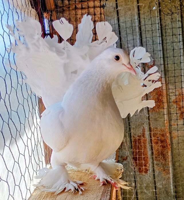 Porumbei, indieni curcan rostow!