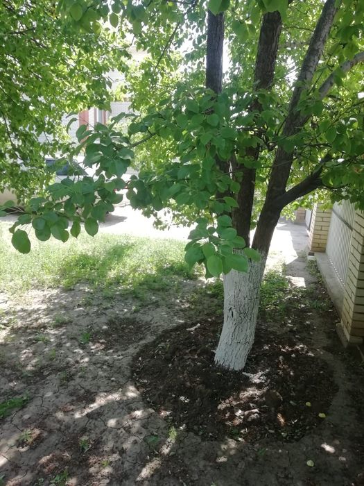 Продам отличный дом в Асане