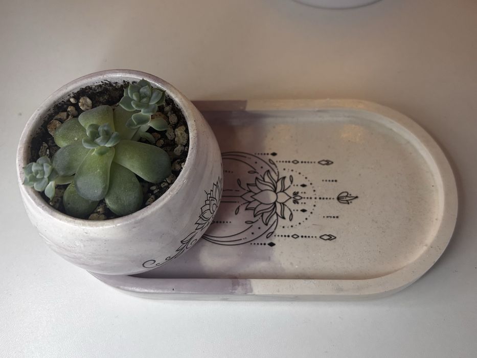 Набор с эхеверией из гипса