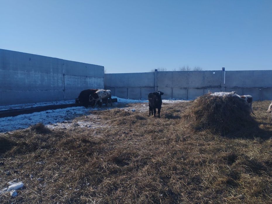 Продам бычков годовалых