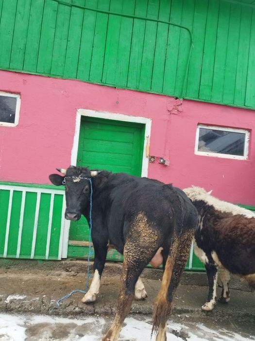 Vând doi tauri 18 kg