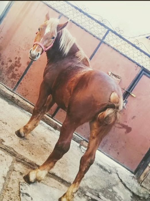 Vând armăsar de 2 ani