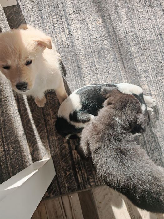 Подарява Кученца на 3 месеца