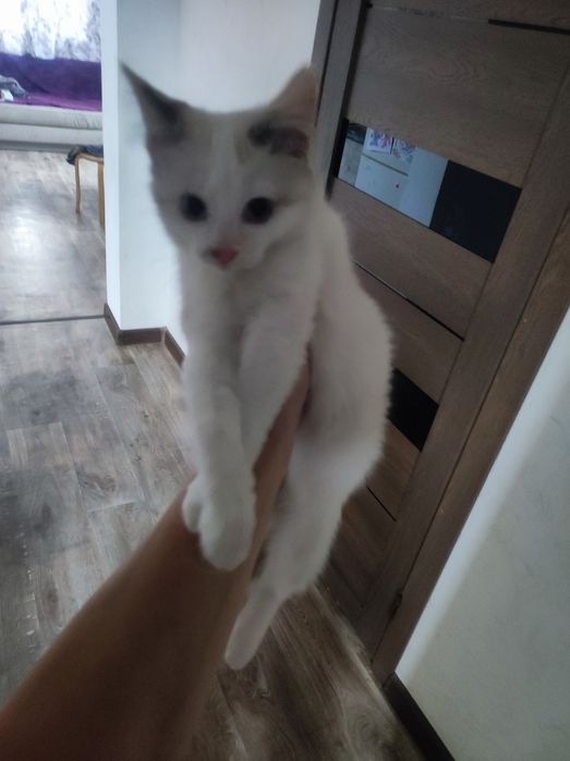 Котята девочки 5 шт
