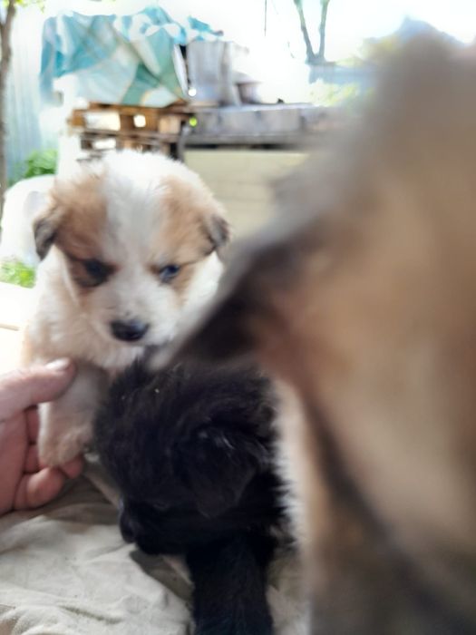 Отдам- щенков ..