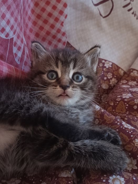 Отдам котят в хорошие руки