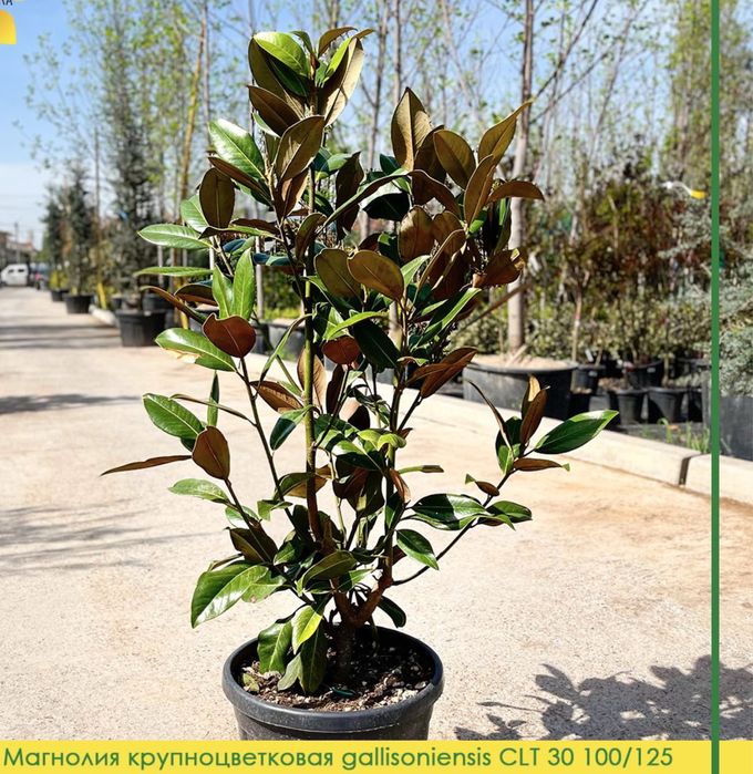 Magnoliya grandiflora Little Gem Italiyaniki