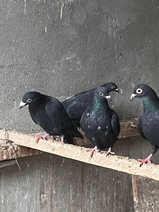 Дракон кабутарлар сотилади