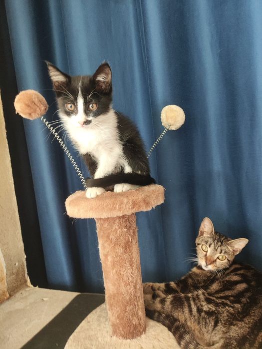 Котята в доьоые руки. Мальчик девочка лоток знают.