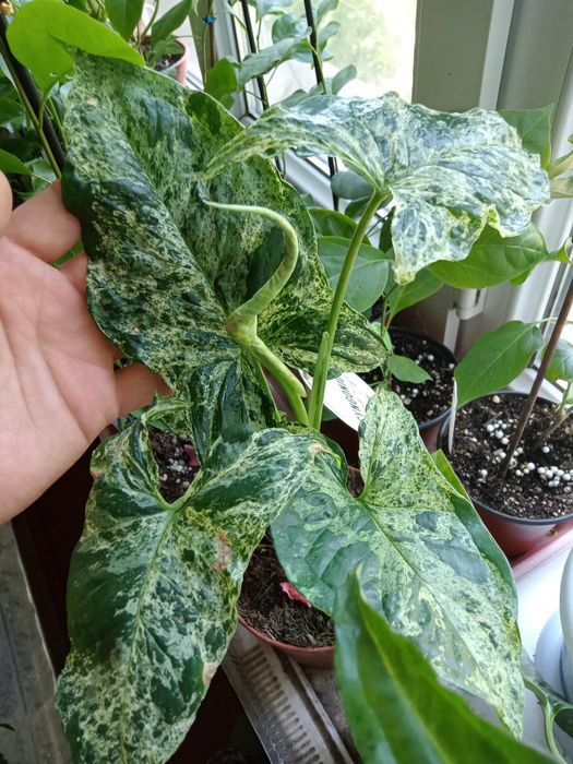 Продам сингониумы