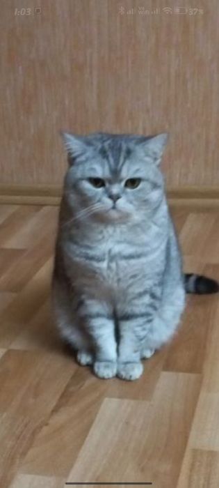 Британ. У́гил бола.