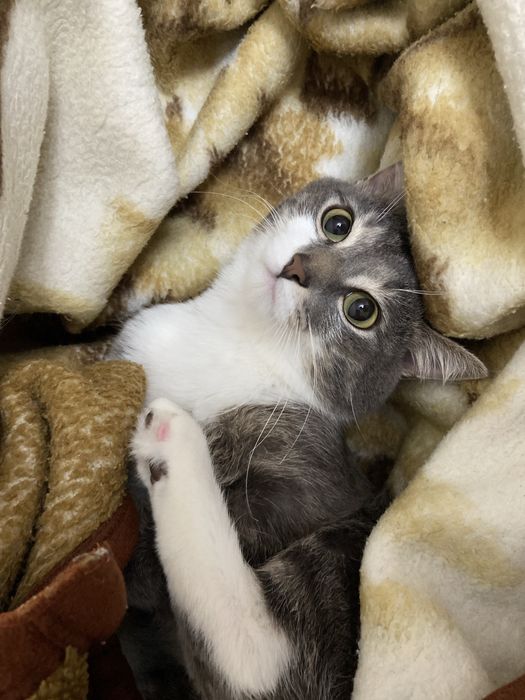Отдам даром кота