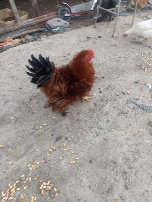 Vând cocoș de rasa ciufuliți