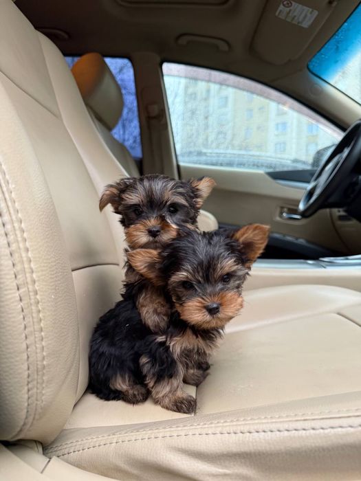 Щенки Йорк (йоркширский терьер)