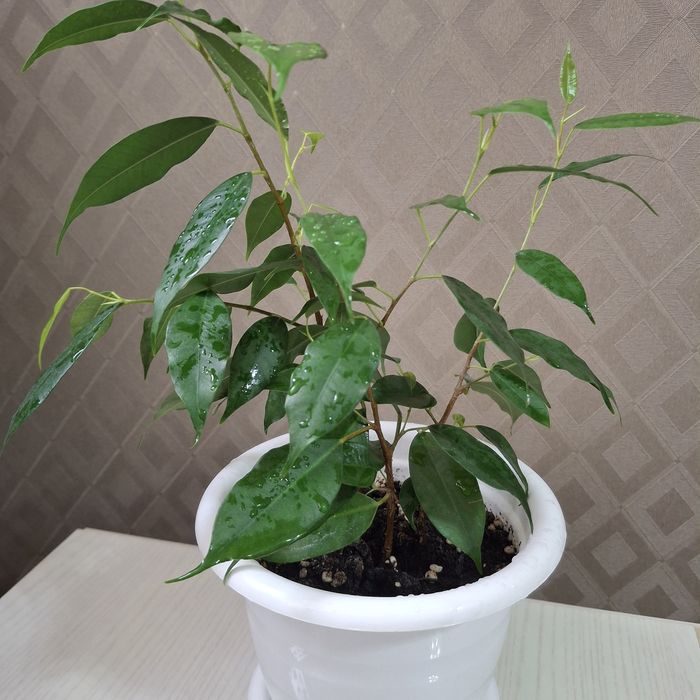 Продам фикус Бенджамина