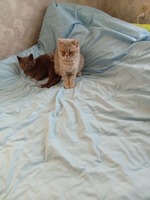 Отдам котят шотландцы