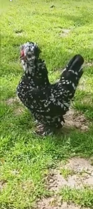 Struma bantam ( găini pitice )