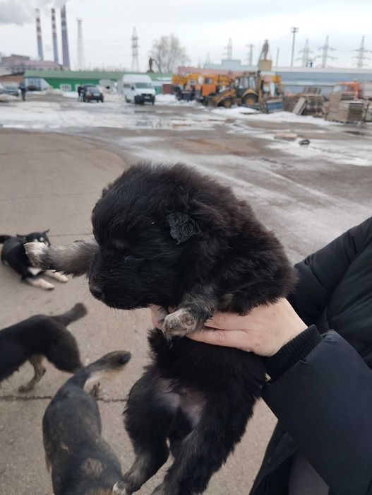 Щенки в добрые руки
