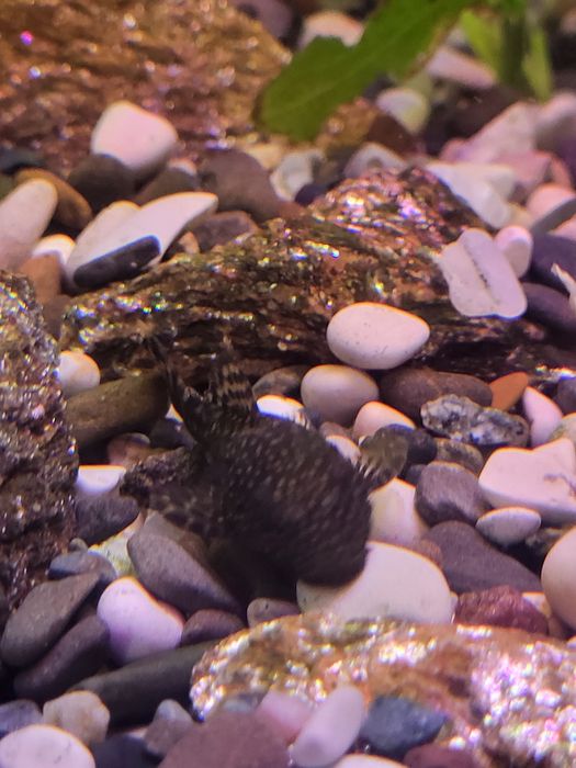 Продам анциструса молодняк