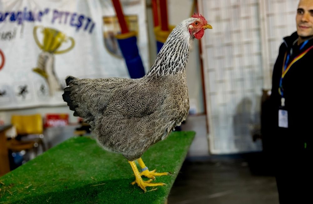 Ouă pt incubat Plymouth silver