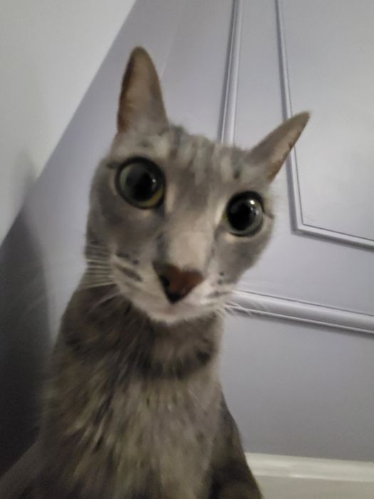 Ласковая кошка в добрые руки