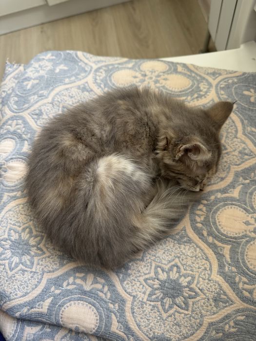 Котенок котята котёнок