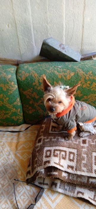 Продаю умную собаку терьер