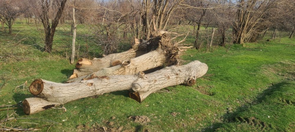 Жаңғақ ағашы сатылады