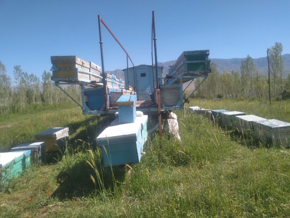 Diqqat!Asalari uyalari sotiladi.Holati yangi